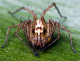 Lynx Spider