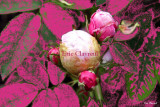 Roses empourpres