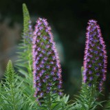 IMG_5410.jpg