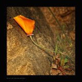 IMG_6787.jpg