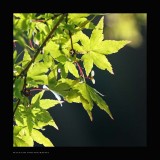 IMG_6901.jpg