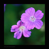 IMG_6909.jpg