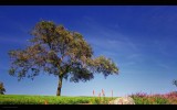 IMG_8718.jpg