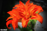 IMG_6160.jpg