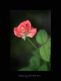 IMG_7593.jpg