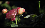 IMG_7603.jpg