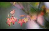 IMG_7778.jpg