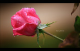 IMG_7880.jpg