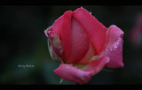 IMG_7887.jpg