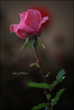IMG_7898.jpg