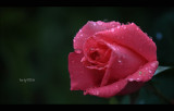 IMG_7900.jpg