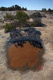 Frozen Pool - Natural Bridges National Monument - Utah