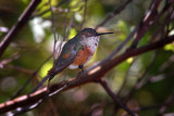 Humming Bird in Tree, AZ