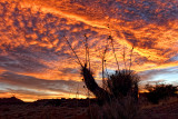 Yucca Sunset - Elephant Butte State Park - New Mexico