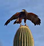 Harris Hawk - Tucson Mountain Park - Tucson, Arizona