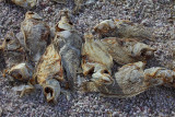 Dead Fish - Salton Sea - California