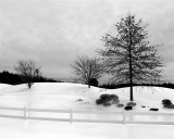 more trees in snow