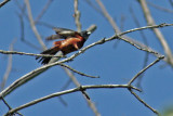 2590 Orchard Oriole at Holland Ponds