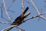 2591 Orchard Oriole at Holland Ponds
