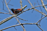 2594 Orchard Oriole at Holland Ponds