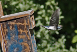 2614 Tree Swallow leaving nest box