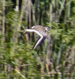 2950 Holland Killdeer