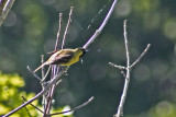4373 Orchard Oriole at Holland