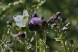 4488 Holland Ponds - Cabbage White Butterfly 