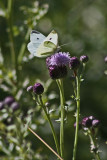 4490 Holland Ponds - Cabbage White Butterfly