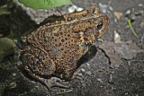 3284 Holland Ponds American Toad