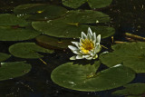 3613 Holland water lily
