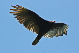 3942 Turkey Vulture