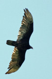 3926 Turkey Vulture
