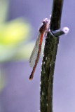 6030 Damselfly (invisible dragonfly)
