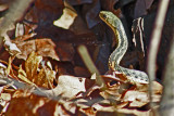 2970 Holland Ponds Eastern Garter Snake
