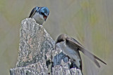 6259 Holland Tree Swallow pair
