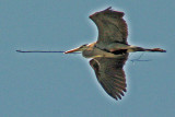 6221 Great Blue Heron with stick