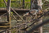 9083 Green Heron at Holland