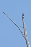 8673 Red-headed woodpecker