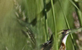 3200-Sedge-Wren