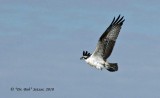 9672-Osprey