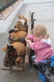Lexi and the cats of Nerja.