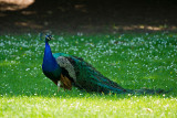 Parc du Chateau de Sauvage _015.jpg