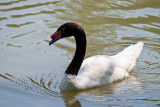 Parc du Chateau de Sauvage _054.jpg