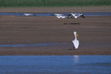 19 Pelicans at Lake Mead, Overton arm