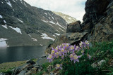 5 Colorado Columbines, Summit County