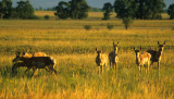 27 Antelope herd