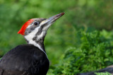 Grand-Pic -- Pileated Woodpecker