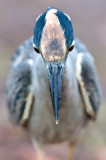 Bihoreau violacé -- Yellow-crowned Night Heron