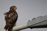 Petite buse -- Broad-winged Hawk